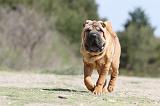 SHAR-PEI 272